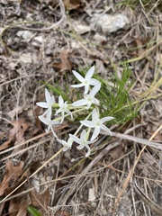 Amsonia longiflora