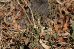 Henrya insularis