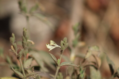 Henrya insularis