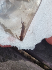 Gyrinophilus porphyriticus