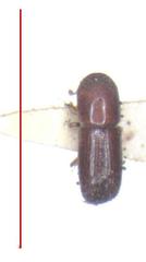 Xyleborus ferrugineus