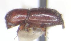 Xyleborus ferrugineus