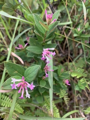 Wikstroemia monnula