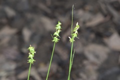Carex retroflexa