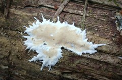 Ramaricium polyporoideum