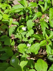 Stellaria pubera