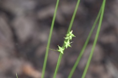 Carex retroflexa