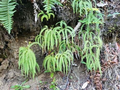 Sticherus squamulosus (Sticherus squamulosus)