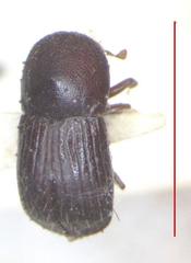 Xyleborus spathipennis