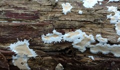 Ramaricium polyporoideum