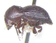 Xyleborus spathipennis