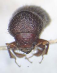 Xyleborus spathipennis