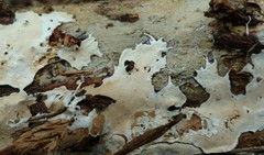 Ramaricium polyporoideum