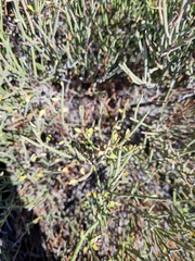 Ephedra chilensis