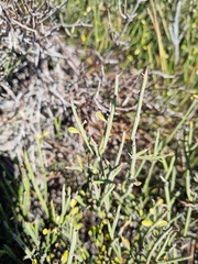 Ephedra chilensis