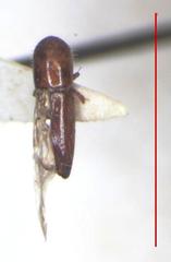 Coptoborus vespatorius