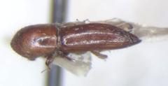 Coptoborus vespatorius