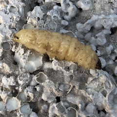 Eichlinia cucurbitae