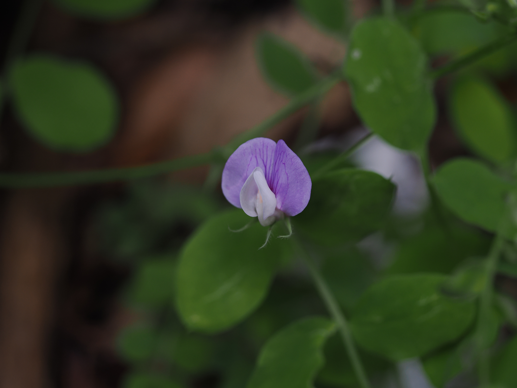 Lathyrus torreyi