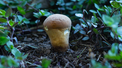 Calvatia rugosa