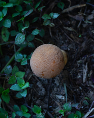Calvatia rugosa