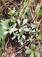 Hesperevax sparsiflora
