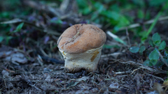 Calvatia rugosa