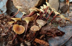 Xeromphalina cauticinalis pubescentipes