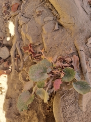 Berberis actinacantha