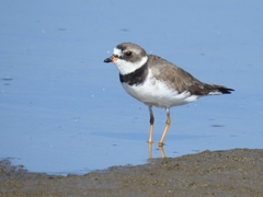 Charadrius semipalmatus