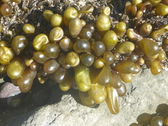 Halosaccion glandiforme