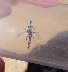 Pseudonomoneura micheneri