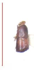 Corthylus concisus
