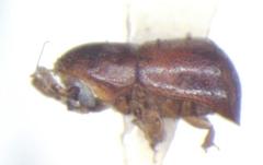 Corthylus concisus