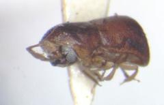 Corthylus concisus