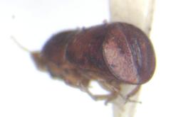 Corthylus concisus