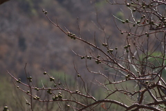 Spondias purpurea