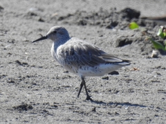 Calidris canutus