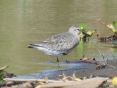 Calidris canutus