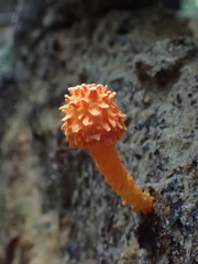 Agaricus trisulphuratus