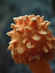 Agaricus trisulphuratus