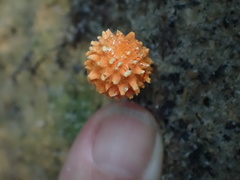 Agaricus trisulphuratus