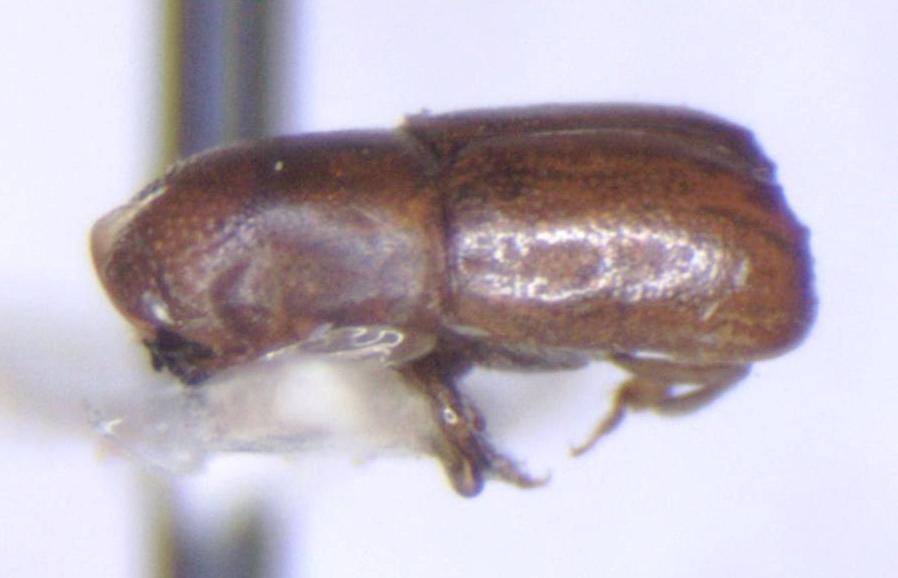 Corthylocurus
