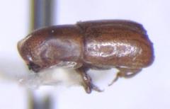 Corthylocurus barbatus