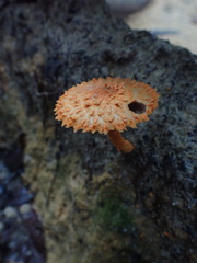 Agaricus trisulphuratus