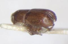 Corthylocurus barbatus