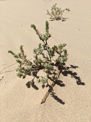 Johnstonella costata