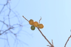 Spondias purpurea