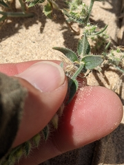 Johnstonella costata