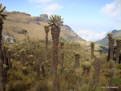 Espeletia hartwegiana